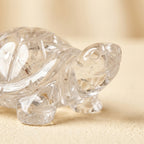 Crystal tortoise, detail texture