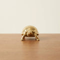 Brass tortoise, hero front view