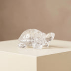 Crystal tortoise, hero front view